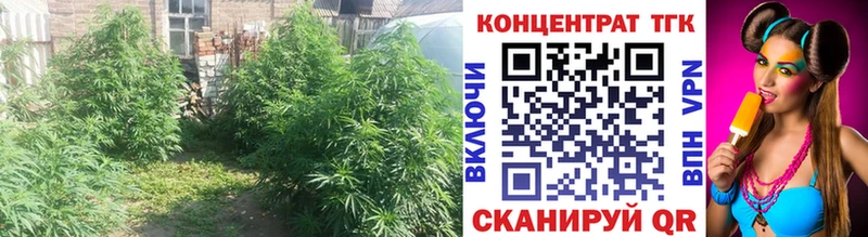 mega   Цивильск  ТГК THC oil 